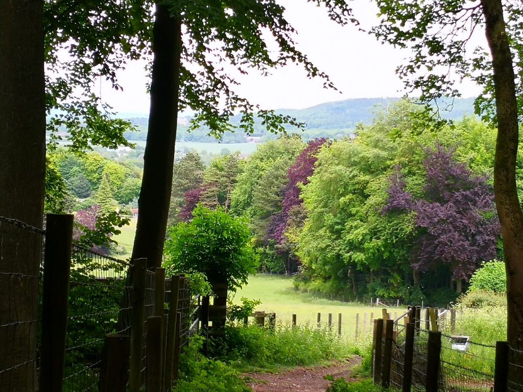 Chilterns woodland