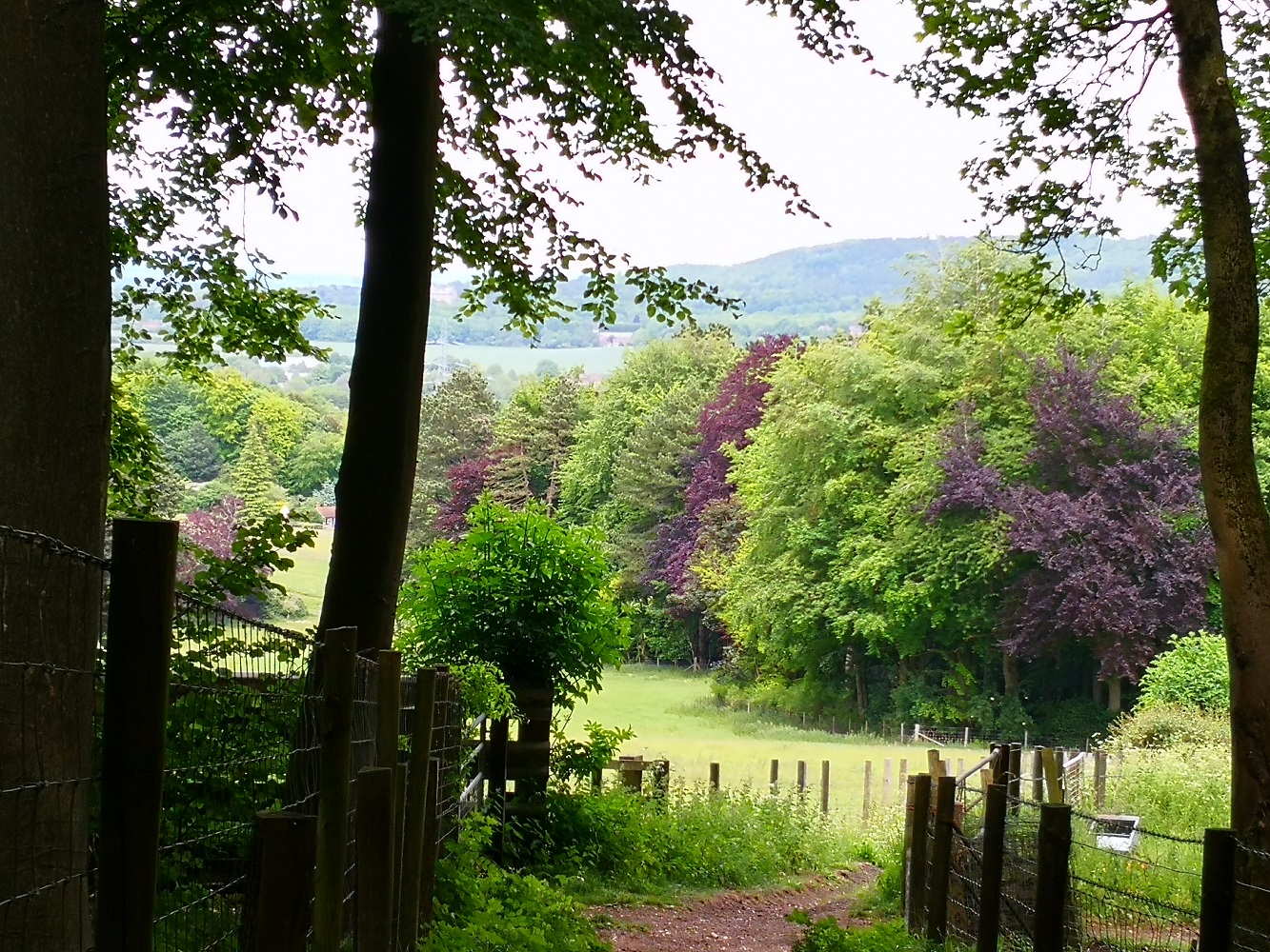 Chilterns woodland