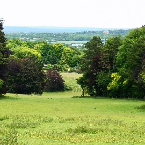 Chilterns meadows