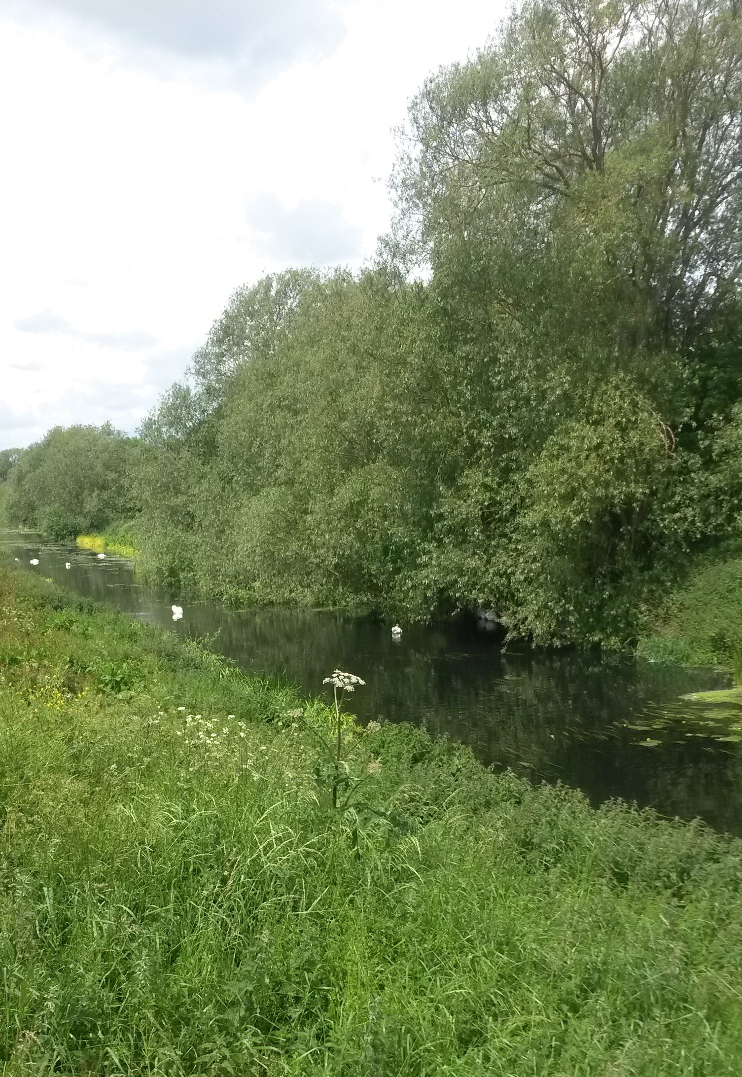 Lincolnshire Walk Washingborough 9th June 2019