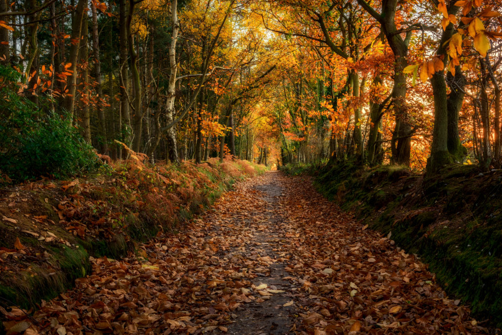 Autumn Colour