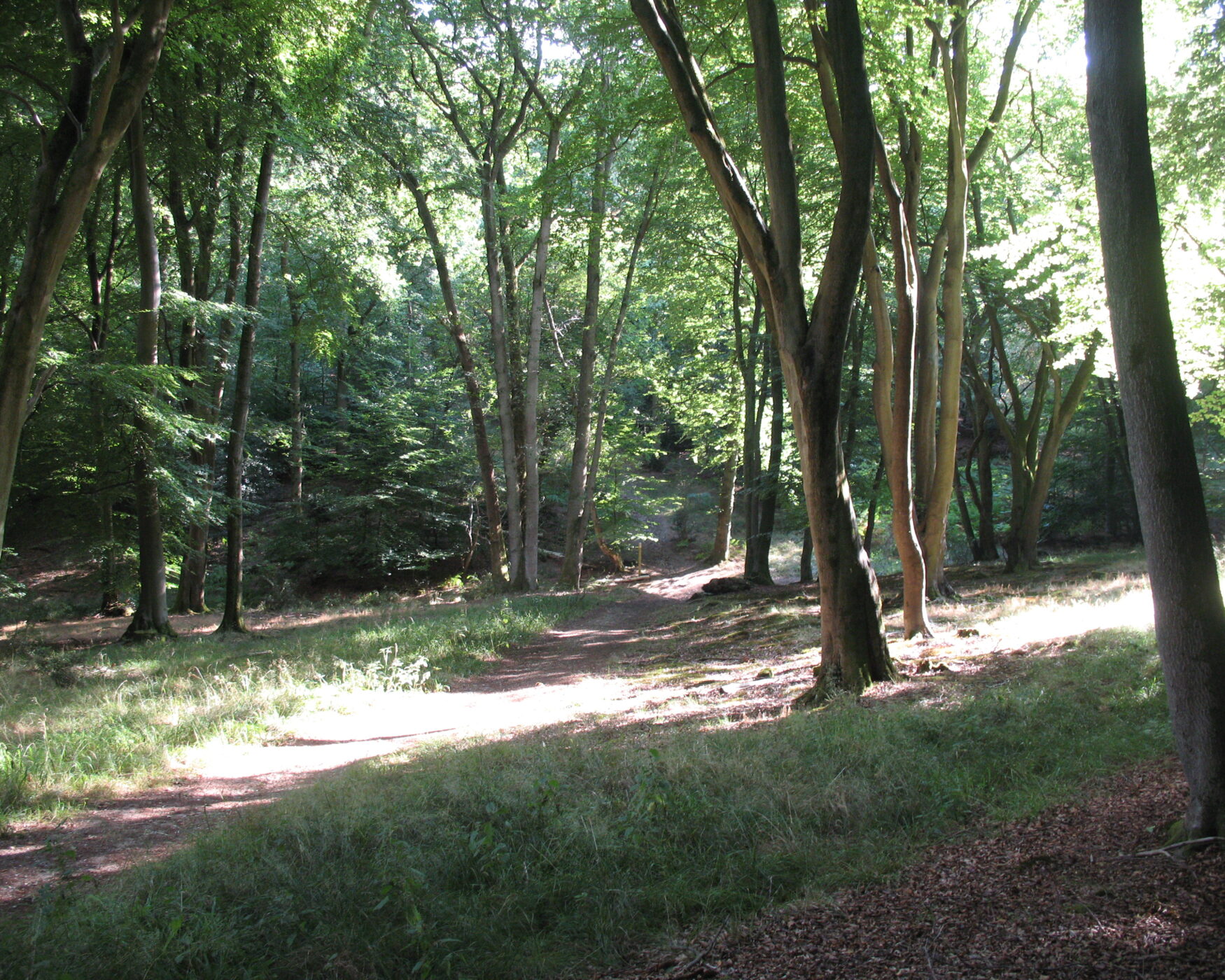 Llanwrtyd Wells to car park at Esgairfwyog (afternoon walk, leg 4 of