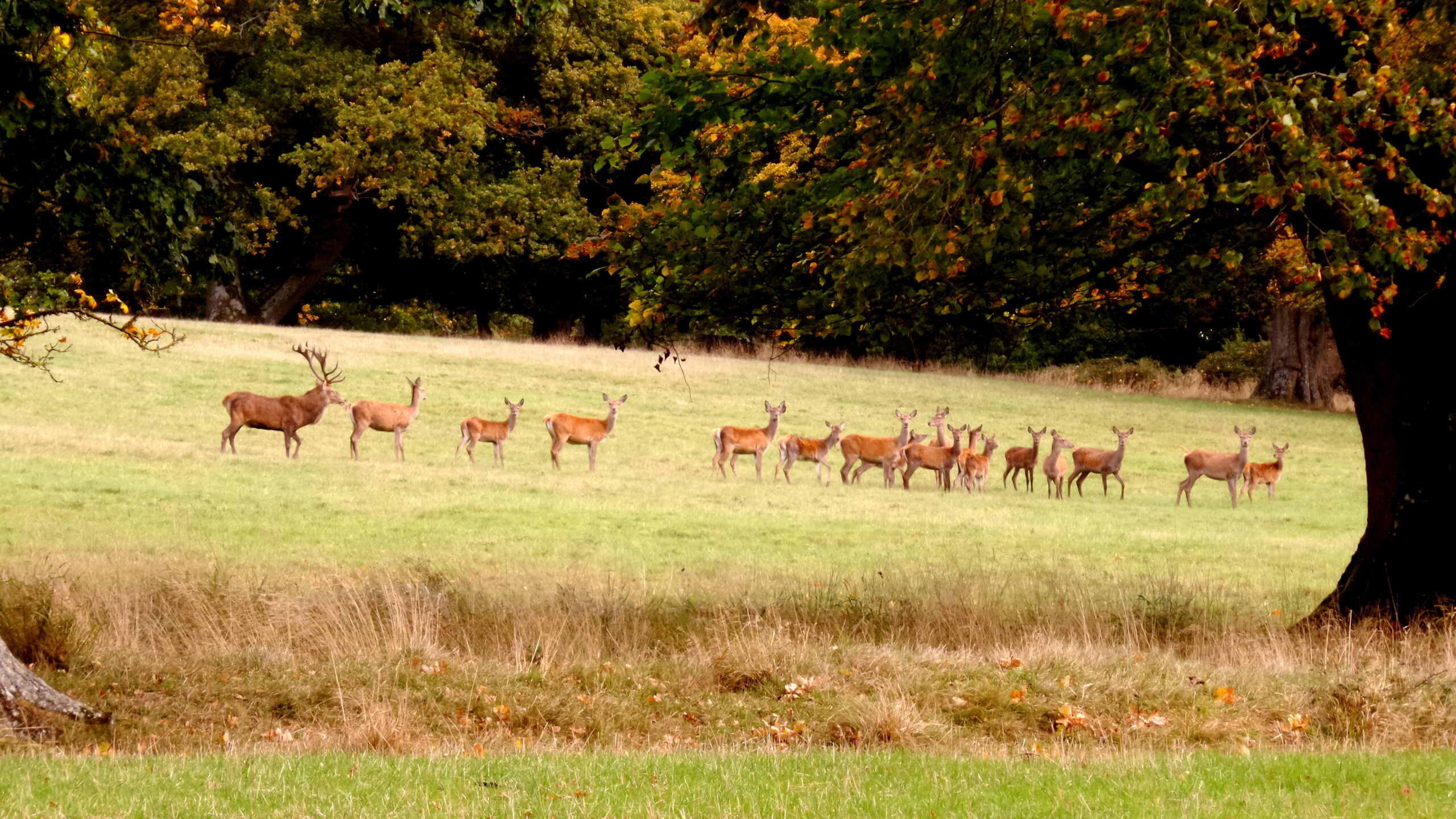 Dorset Group 9 Oct 22:  Evershot and Melbury