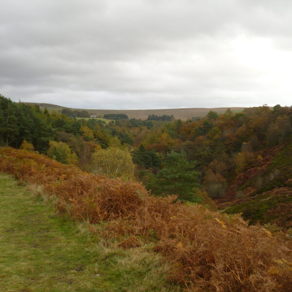 Autumn Colour