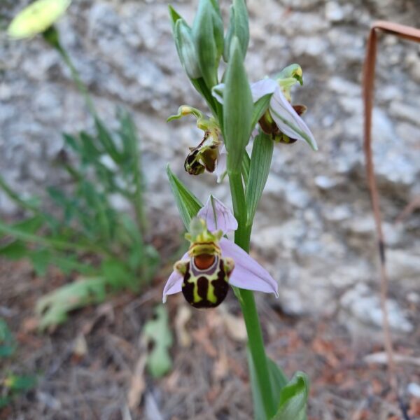 Bee orchid close up