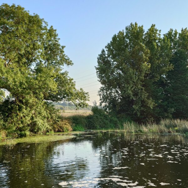 Pond new Earls Barton
