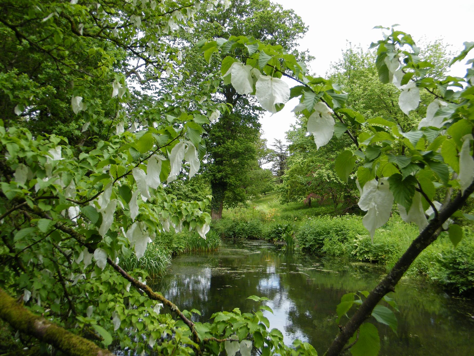 Dorset Group 23May24: Garden Walk-Cerne Abbas and Minterne Magna