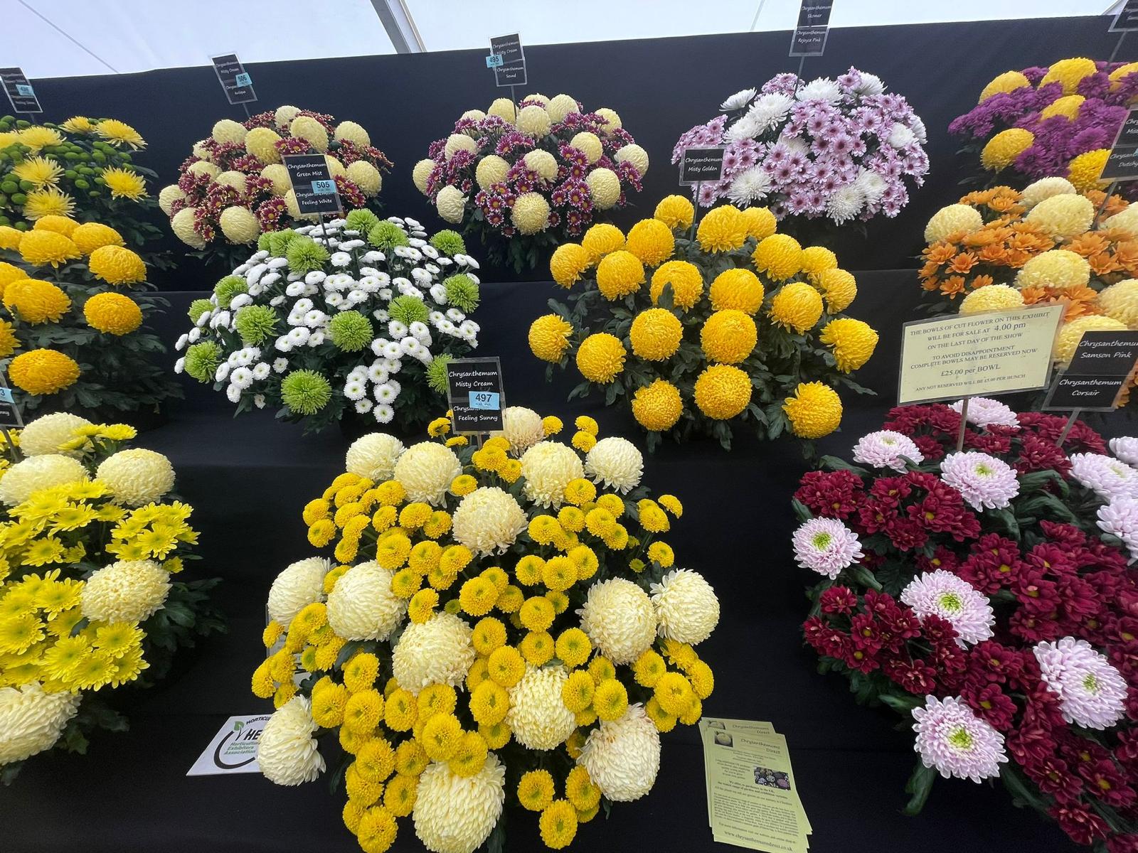 RHS Show Tatton Park
