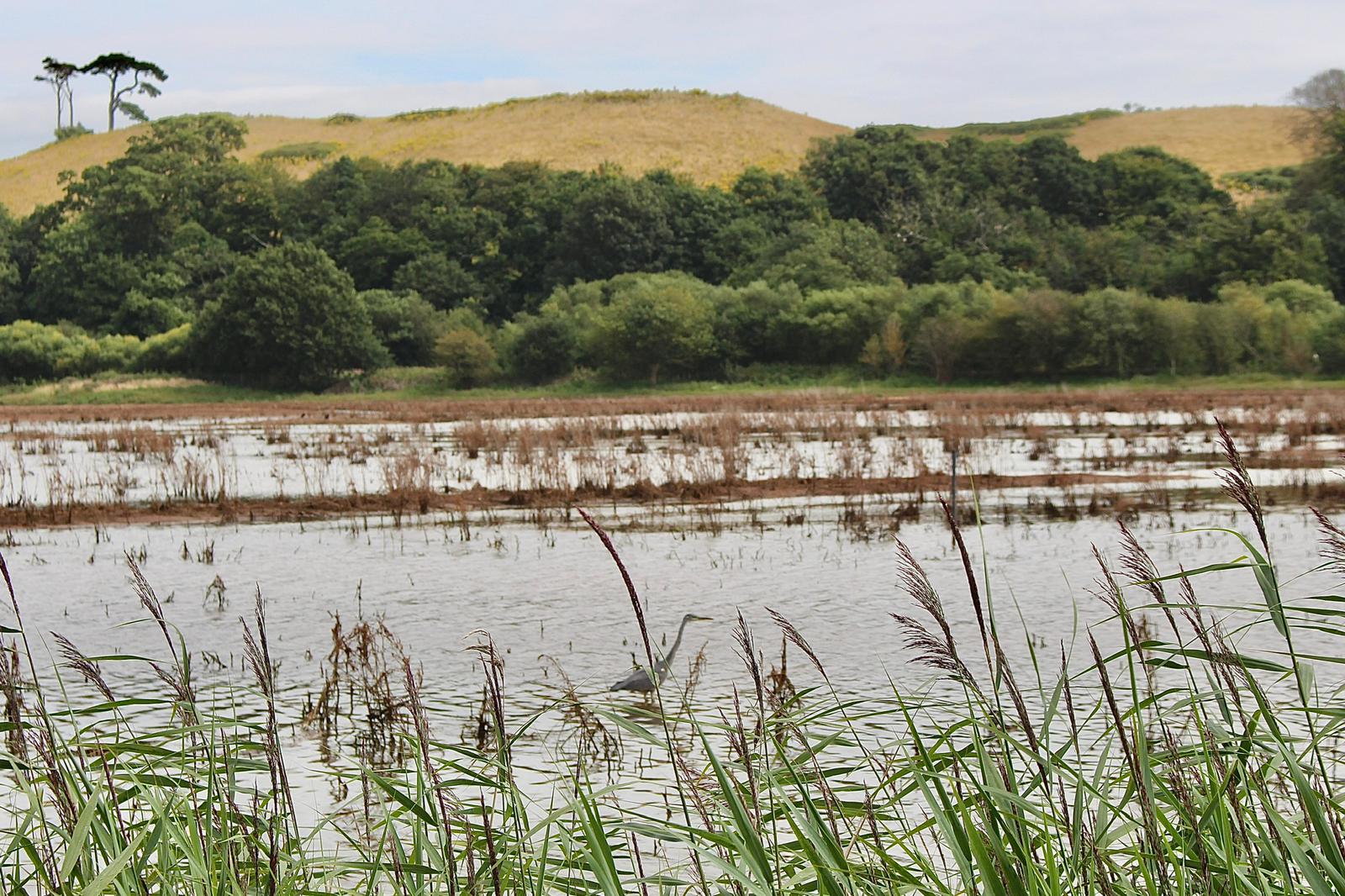 EXPLORING THE OTTER ESTUARY