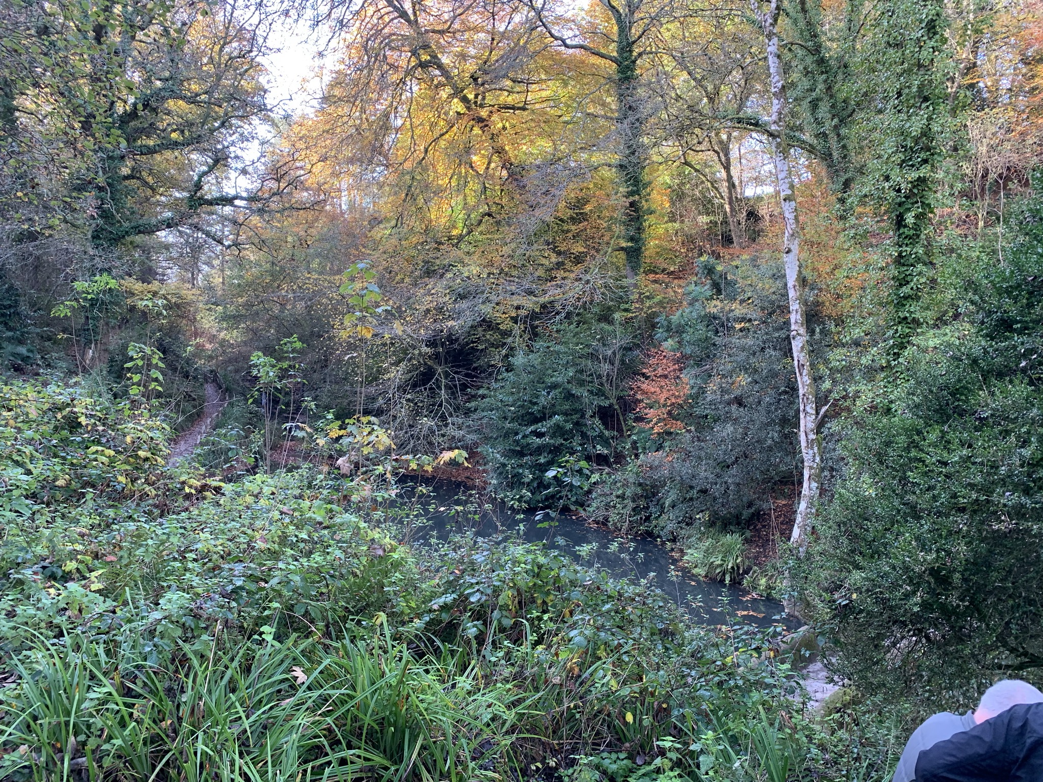 Strolling Yeovil Country Park, 12th November 2024