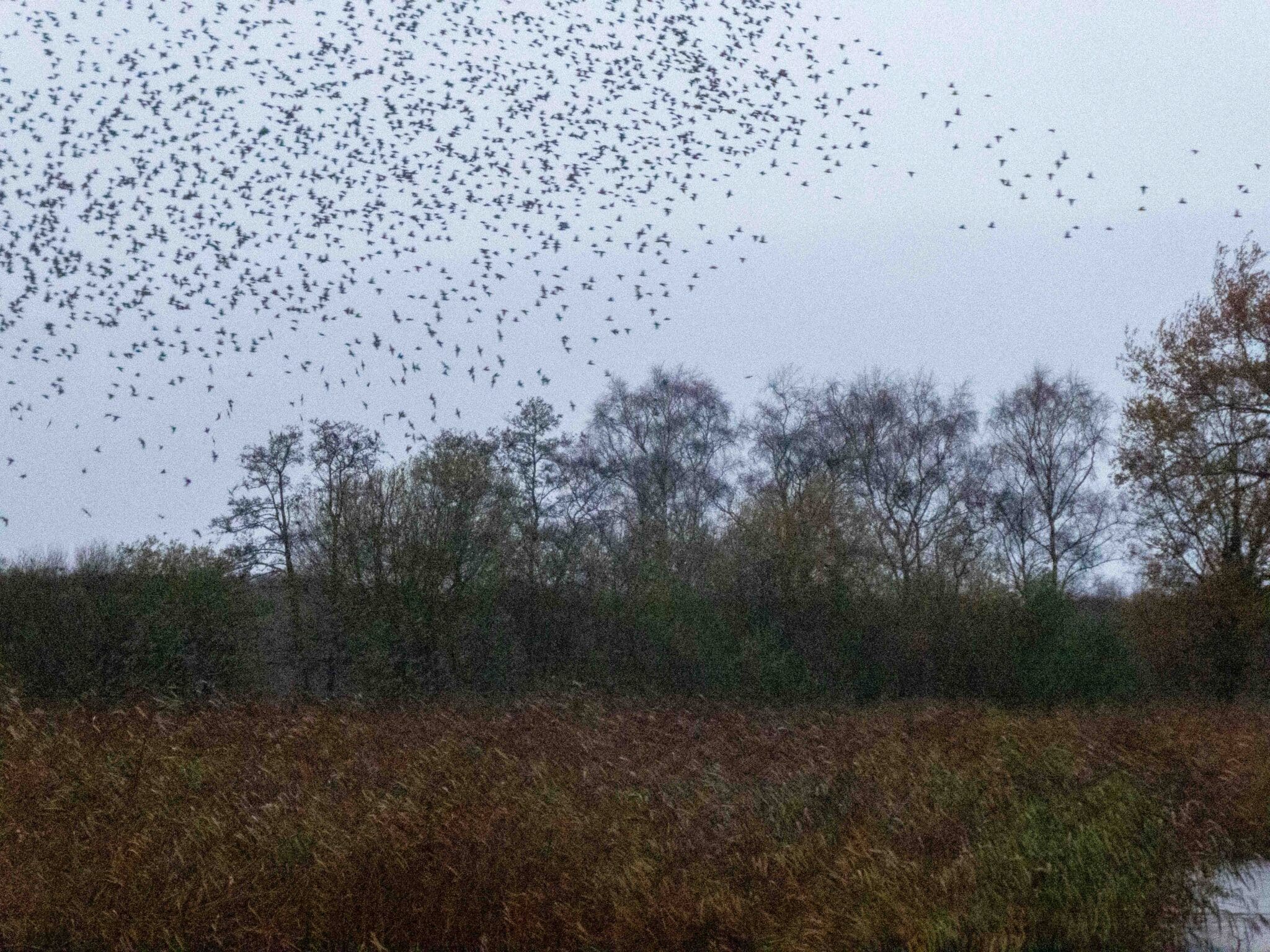 Wet and Windy Murmuration, Ham Wall, Glastonbury – 24th November 2024