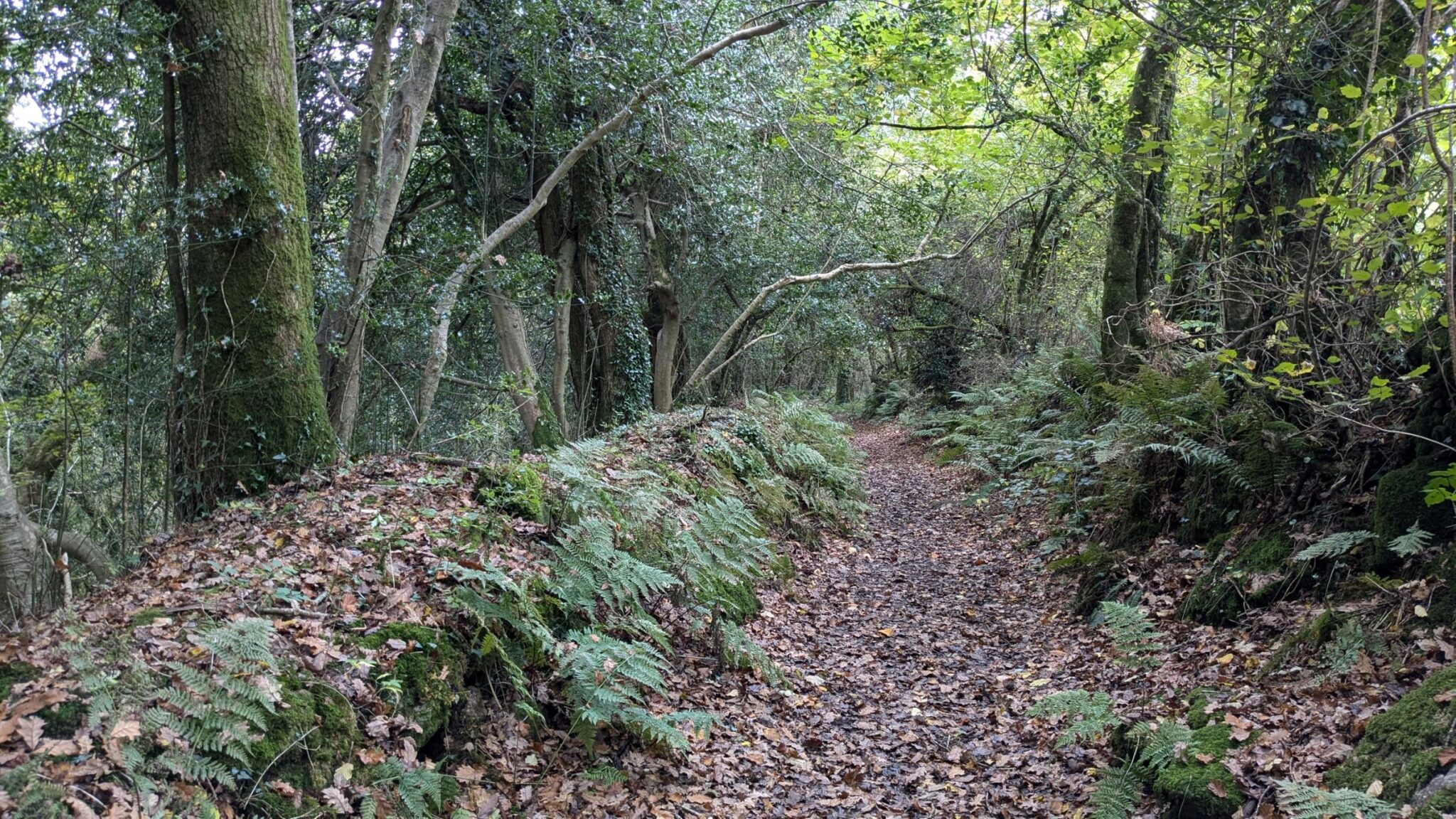 Woodland Ways around the Avon valley: Devon GOC