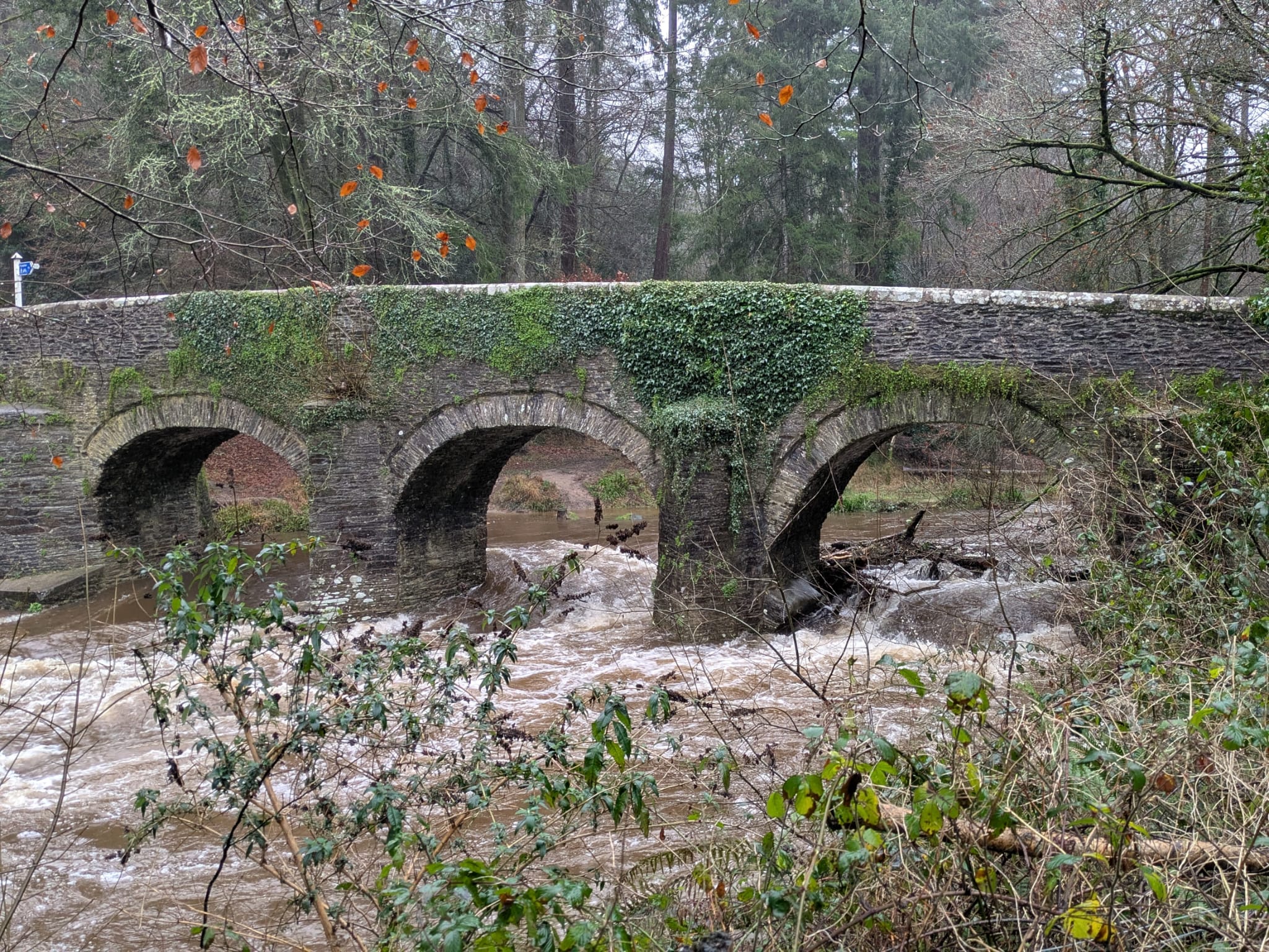 Plym Valley. Devon GOC. 5thJan25