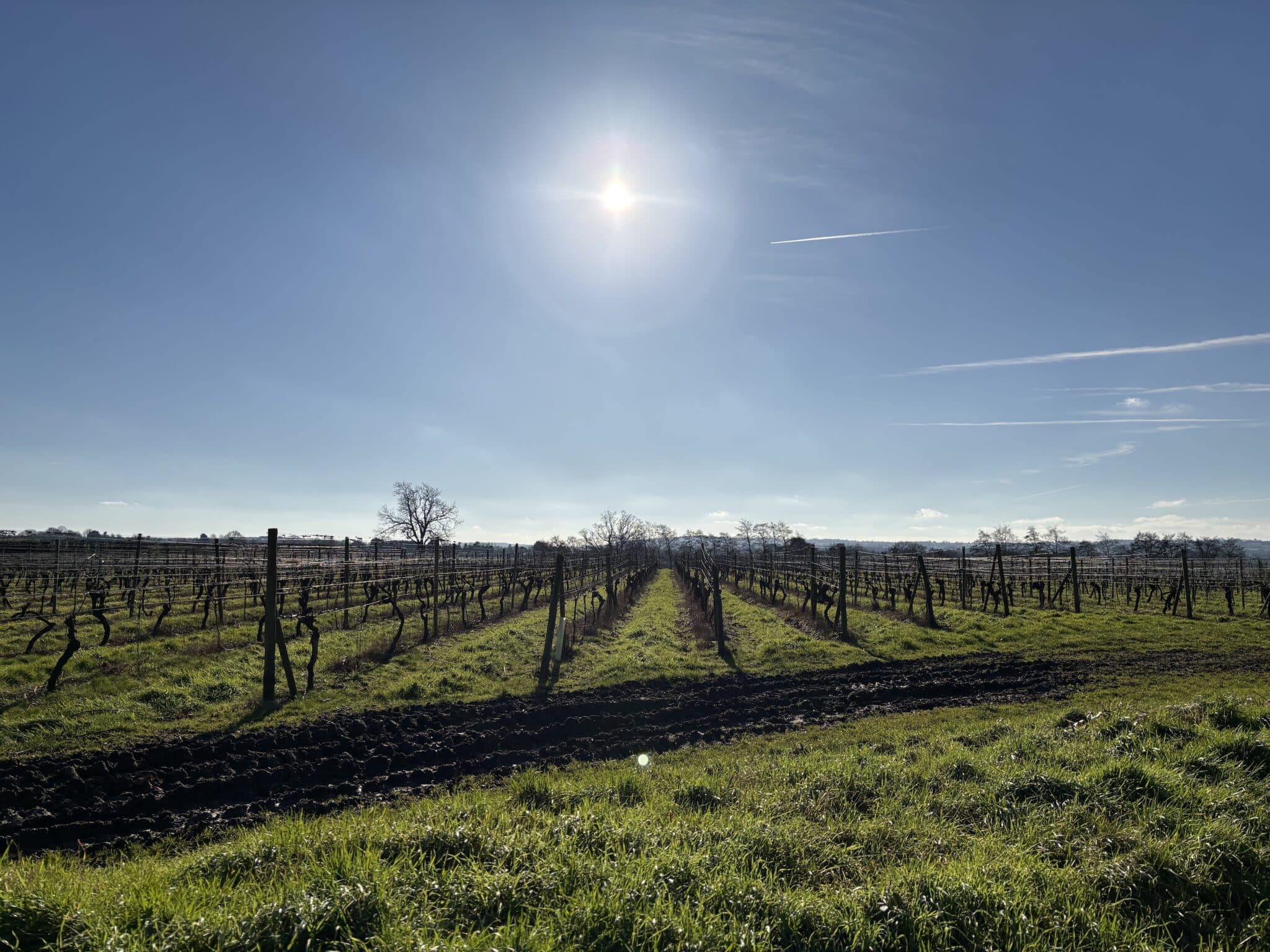 Sunshine and wine! In February! In Staffordshire!