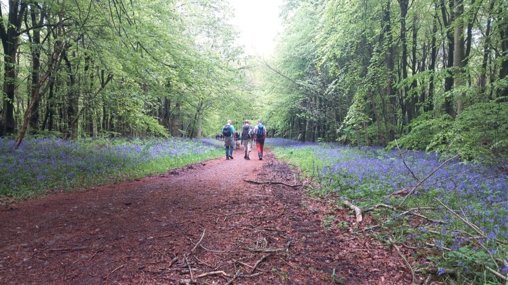 Shoreham bluebells
