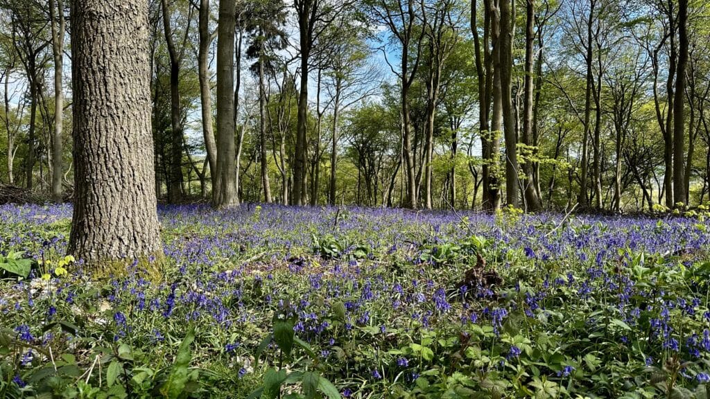 Shoreham bluebells