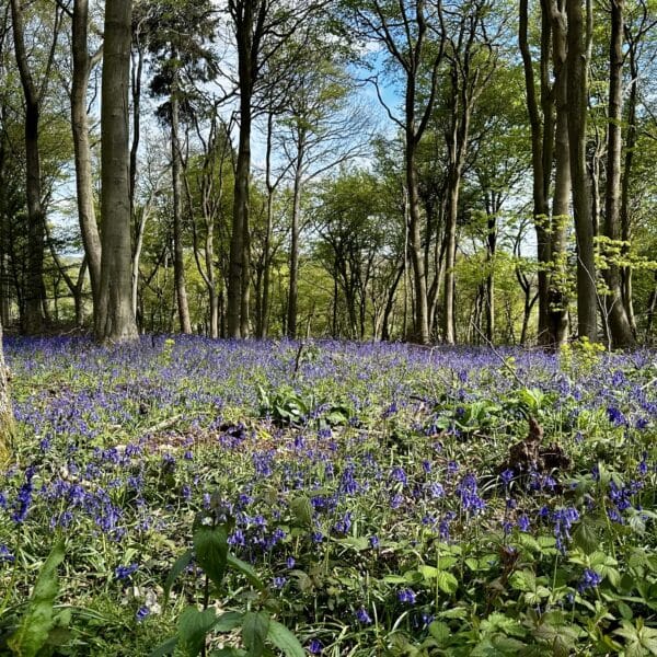 Shoreham bluebells