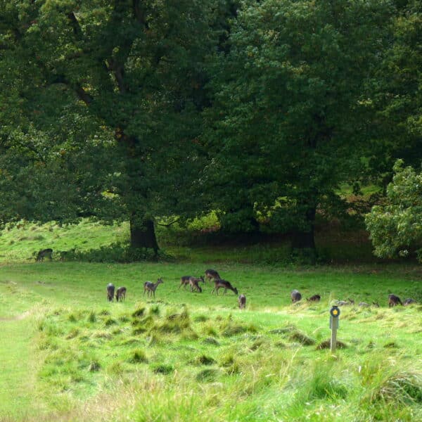 Deer in Levens Park